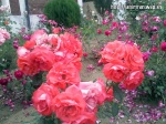Imrankhan flowers24